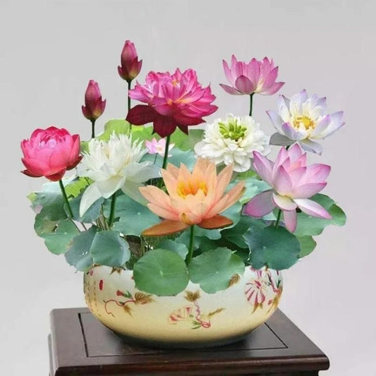 Bonsai Lotus Flower Seeds